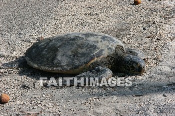 sea turtle, Turtle, basking hawaiian sea turtle, pu'uhonua o honaunau national historical park, kona, island of hawaii, hawaii, turtles
