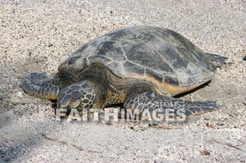 sea turtle, Turtle, basking hawaiian sea turtle, pu'uhonua o honaunau national historical park, kona, island of hawaii, hawaii, turtles