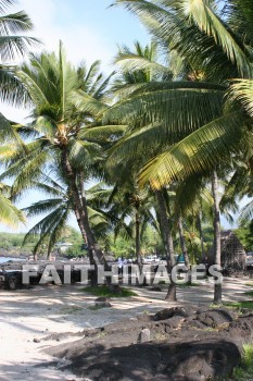 palm trees, palm, tree, sand, beach, pu'uhonua o honaunau national historical park, kona, island of hawaii, hawaii, palms, trees, sands, beaches