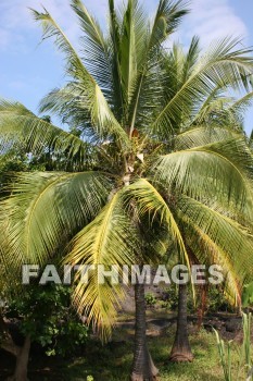 coconut, coconut palm, coconut palm tree, tree, pu'uhonua o honaunau national historical park, kona, island of hawaii, hawaii, coconuts, trees