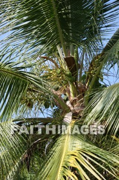 coconut, coconut palm, coconut palm tree, tree, pu'uhonua o honaunau national historical park, kona, island of hawaii, hawaii, coconuts, trees