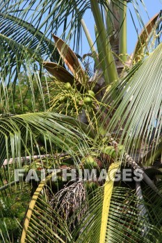 coconut, coconut palm, coconut palm tree, tree, pu'uhonua o honaunau national historical park, kona, island of hawaii, hawaii, coconuts, trees