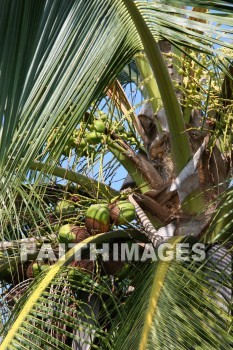 coconut, coconut palm, coconut palm tree, tree, pu'uhonua o honaunau national historical park, kona, island of hawaii, hawaii, coconuts, trees