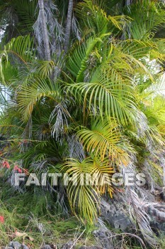 fern, st. benedict catholic church, honaunau, south kona, kona, island of hawaii, hawaii, ferns