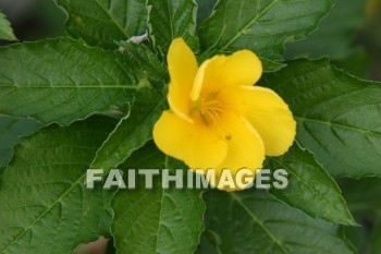 silver trumpet tree, yellow flowers, yellow, flower, island of hawaii, hawaii, yellows, flowers