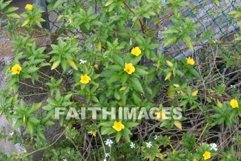 silver trumpet tree, yellow flowers, yellow, flower, island of hawaii, hawaii, yellows, flowers