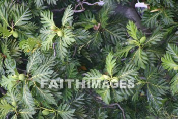 exotic tree, island of hawaii, hawaii