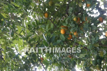 exotic tree, island of hawaii, hawaii