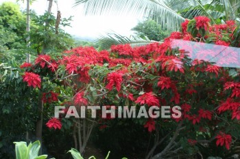 poinsettia tree, island of hawaii, hawaii