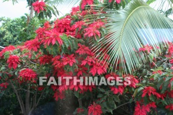 poinsettia tree, island of hawaii, hawaii