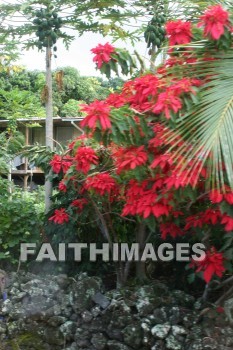 poinsettia tree, island of hawaii, hawaii