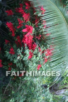 poinsettia tree, island of hawaii, hawaii