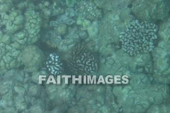 coral reef, reef, Coral, ocean floor, kona, island of hawaii, hawaii, reefs