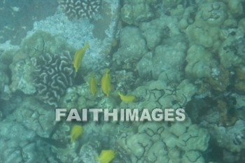 coral reef, reef, Coral, ocean floor, kona, island of hawaii, hawaii, reefs