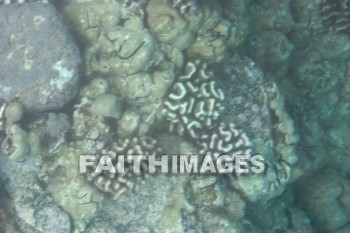 coral reef, reef, Coral, ocean floor, kona, island of hawaii, hawaii, reefs