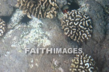 coral reef, reef, Coral, ocean floor, kona, island of hawaii, hawaii, reefs