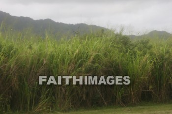 mountain, guinea grass, kuai, hawaii, mountains