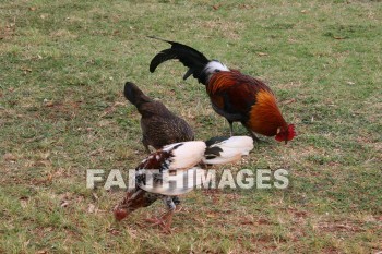 chicken, rooster, Fowl, kuai, hawaii, chickens, fowls