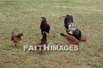 chicken, rooster, Fowl, kuai, hawaii, chickens, fowls