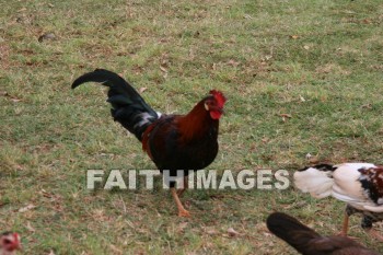 chicken, rooster, Fowl, kuai, hawaii, chickens, fowls