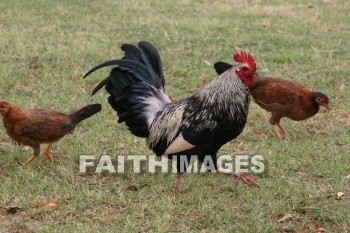 chicken, rooster, Fowl, kuai, hawaii, chickens, fowls