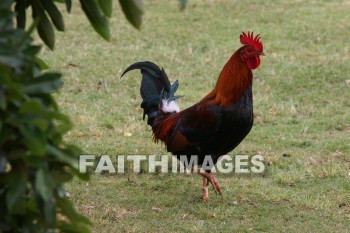 rooster, Fowl, kuai, hawaii, fowls