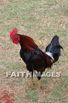 rooster, Fowl, kuai, hawaii, fowls