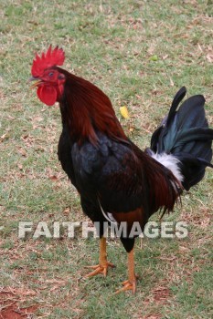 rooster, Fowl, kuai, hawaii, fowls