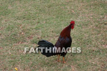 rooster, Fowl, kuai, hawaii, fowls