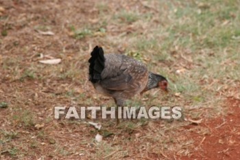 chicken, hen, kuai, hawaii, chickens, hens