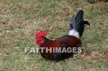 rooster, kuai, hawaii