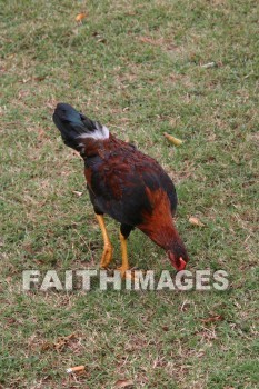 chicken, hen, kuai, hawaii, chickens, hens