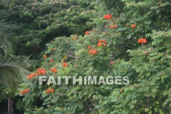orange flowers, orange, flower, allerton garden, kuai national botanical garden, kuai, hawaii, oranges, flowers