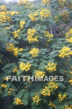 yellow flowers, yellow, flower, allerton garden, kuai national botanical garden, kuai, hawaii, yellows, flowers