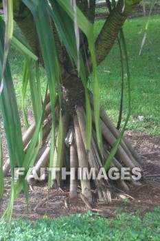 pandanas tree roots, root, tree, allerton garden, kuai national botanical garden, kuai, hawaii, roots, trees