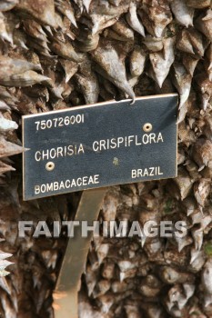 sign, bombacaceae tree, allerton garden, kuai national botanical garden, kuai, hawaii, signs