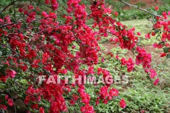 bougainvillea, red flowers, red, flower, allerton garden, kuai national botanical garden, kuai, hawaii, flowers