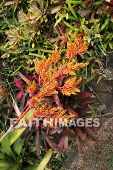 allerton garden, kuai national botanical garden, kuai, hawaii