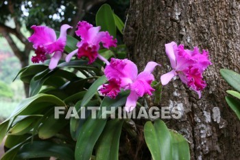 orchid, allerton garden, kuai national botanical garden, kuai, hawaii, orchids