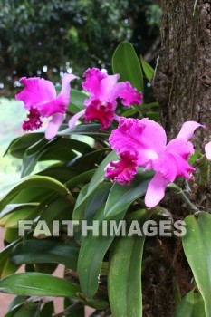 orchid, allerton garden, kuai national botanical garden, kuai, hawaii, orchids