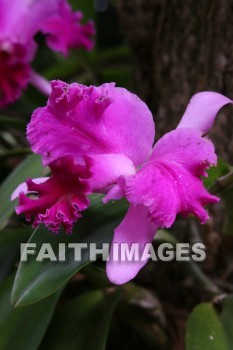 orchid, allerton garden, kuai national botanical garden, kuai, hawaii, orchids