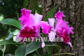 orchid, allerton garden, kuai national botanical garden, kuai, hawaii, orchids