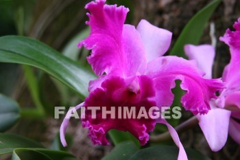 orchid, allerton garden, kuai national botanical garden, kuai, hawaii, orchids