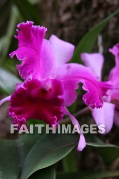 orchid, allerton garden, kuai national botanical garden, kuai, hawaii, orchids