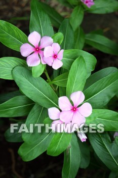 flower, pink, pink flowers, plant, color, colorful, allerton garden, kuai national botanical garden, kuai, hawaii, flowers, pinks, plants, colors