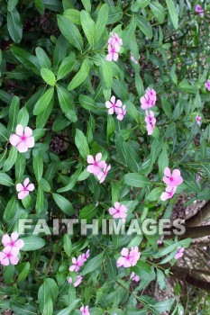 flower, pink, pink flowers, plant, color, colorful, allerton garden, kuai national botanical garden, kuai, hawaii, flowers, pinks, plants, colors