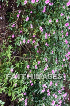 flower, pink, pink flowers, plant, color, colorful, allerton garden, kuai national botanical garden, kuai, hawaii, flowers, pinks, plants, colors