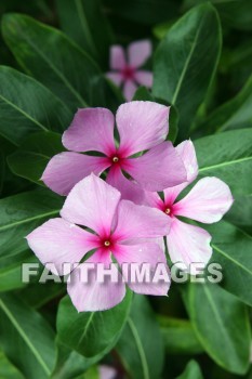 flower, pink, pink flowers, plant, color, colorful, allerton garden, kuai national botanical garden, kuai, hawaii, flowers, pinks, plants, colors