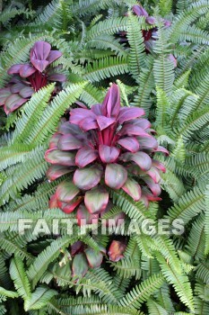 plant, exotic, exotic plant, allerton garden, kuai national botanical garden, kuai, hawaii, plants