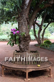 orchid, flower, plant, color, colorful, allerton garden, kuai national botanical garden, kuai, hawaii, orchids, flowers, plants, colors